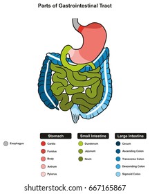 Parts of Gastrointestinal Tract infographic diagram including end of esophagus stomach small large intestine where digestion take place in digestive system for medical science education health care