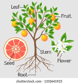 Parts of a grapefruit tree on gray background.