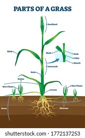 Parts of grass with educational labeled structure anatomy vector illustration. Simple plant growth example model with node, seedhead and blade location description scheme for biology and botany study.