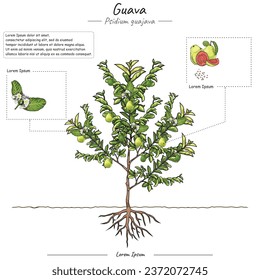 Parts of guava plant or tree template. guava Tree structure diagram. guava Tree education and parts. Fruit education study. Can be used for topics like biology or education poster.