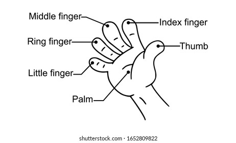 Parts of the hand figure . Temlated isolated on white background. Can be used for knowledge learning or any purposes. Vector EPS10