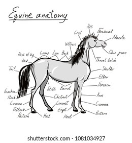 Parts of horse. Equine anatomy. Equestrian scheme with text. Hand drawing cartoon vector illustration. Smiling comic horse.