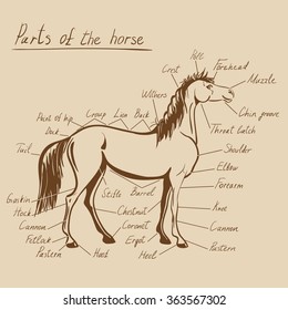 Parts of horse. Equine anatomy. Equestrian scheme with text on craft paper. Hand drawing vector illustration.