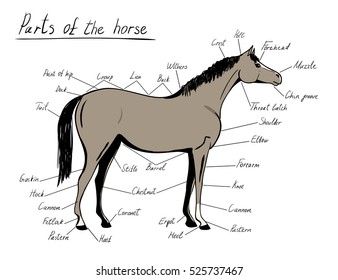 Parts of horse. Equine anatomy. Equestrian scheme with text. Hand drawing vector illustration.