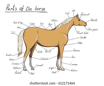 Parts of horse. Equine anatomy. Equestrian scheme with text. Cartoon hand drawing and hand written vector illustration.