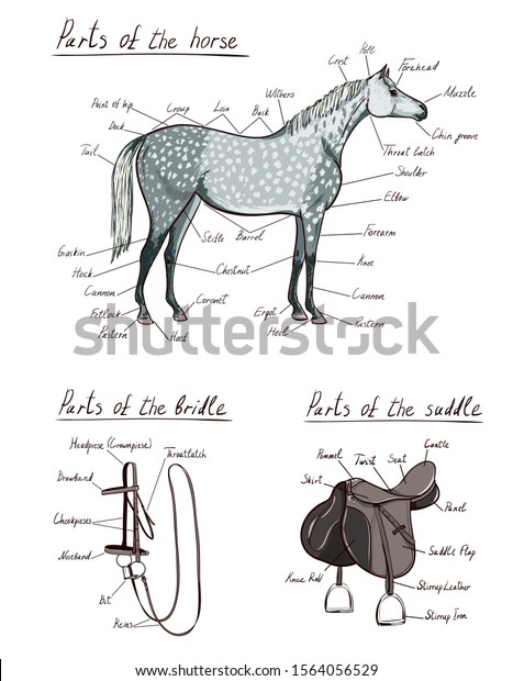 horse bridle and saddle