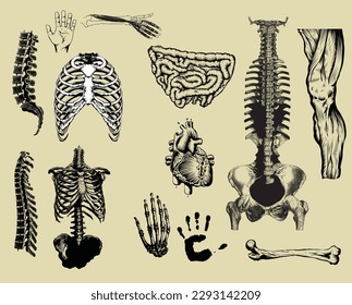parts of the human anatomy skeleton bones intestines vector 