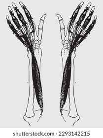 parts of the human anatomy skeleton bones intestines vector 