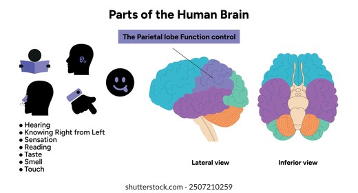 Teile des menschlichen Gehirns Anatomie mit farbigen Teilen Diagramm medizinische Illustration. Parietallappenfunktionssteuerung