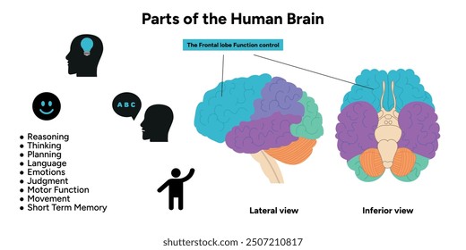 Teile des menschlichen Gehirns Anatomie mit farbigen Teilen Diagramm medizinische Illustration. Frontlappenfunktionskontrolle