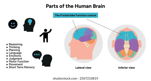Teile des menschlichen Gehirns Anatomie mit farbigen Teilen Diagramm medizinische Illustration. Frontlappenfunktionskontrolle