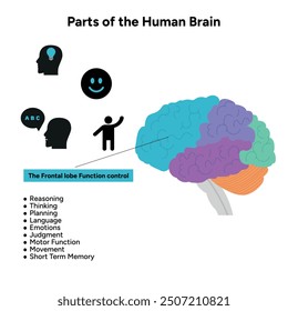 Teile des menschlichen Gehirns Anatomie mit farbigen Teilen Diagramm medizinische Illustration. Frontlappenfunktionskontrolle