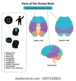 Teile des menschlichen Gehirns Anatomie mit farbigen Teilen Diagramm medizinische Illustration. Frontlappenfunktionskontrolle