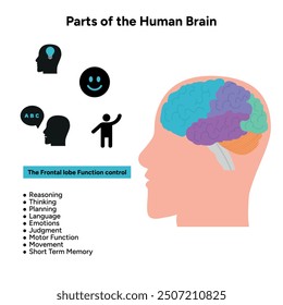 Teile des menschlichen Gehirns Anatomie mit farbigen Teilen Diagramm medizinische Illustration. Frontlappenfunktionskontrolle