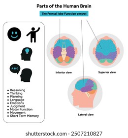 Teile des menschlichen Gehirns Anatomie mit farbigen Teilen Diagramm medizinische Illustration. Frontlappenfunktionskontrolle