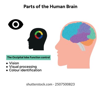 Parts of Human brain anatomy with colored parts diagram medical illustration. Occipital lobe function control