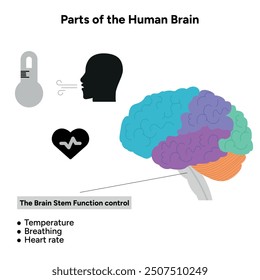 Parts of Human brain anatomy with colored parts diagram medical illustration. Brain stem function control