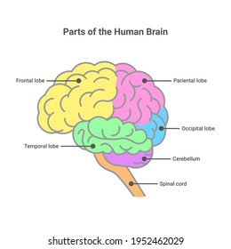 Parts of the human brain. Human brain anatomy diagram. Vector isolated on white.