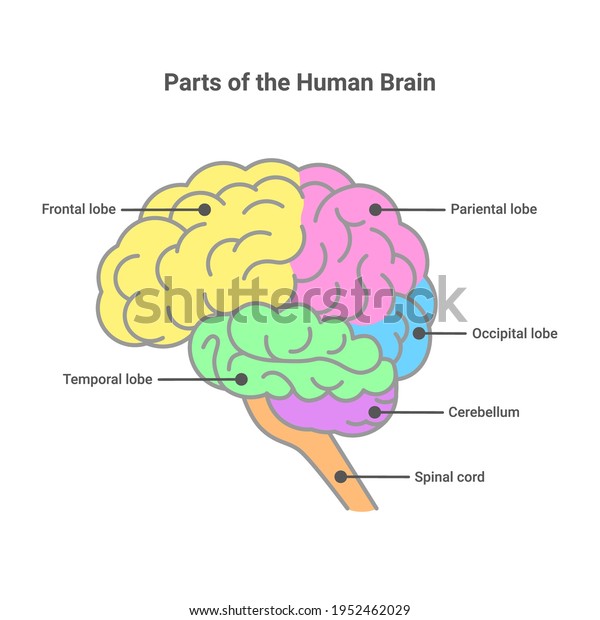 Parts Human Brain Human Brain Anatomy Stock Vector (Royalty Free ...