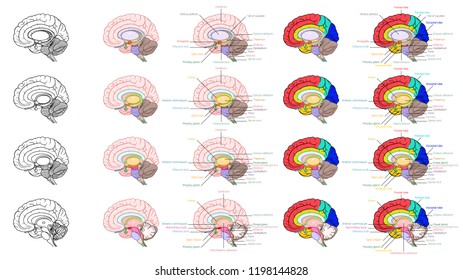 Parts of human brain anatomy side view