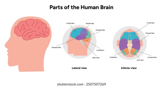 Parts of Human brain with colored parts diagram. Medical infographic