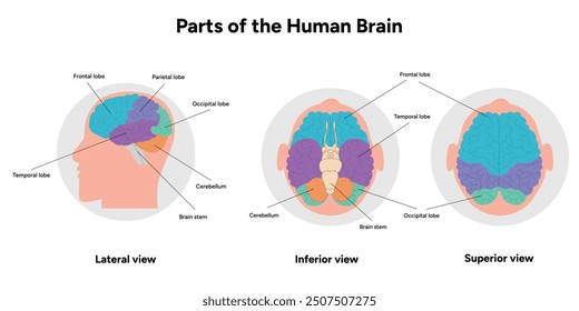 Parts of Human brain with colored parts diagram. Medical infographic