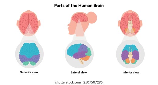 Parts of Human brain with colored parts diagram. Medical infographic