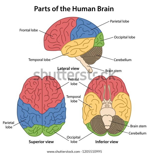 Parts of the human\
brain with labeled. Lateral, superior and inferior views of\
cerebrum. Vector\
illustration