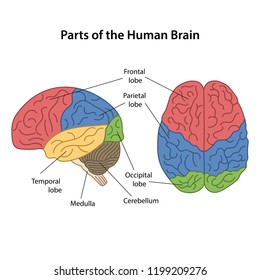 Royalty Free Labeled Brain Anatomy Stock Images Photos