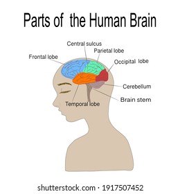 Parts of the human  brain on white background,Anatomy of the brain