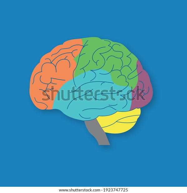 Parts of human brain.\
Section of central nervous system. Brain CNS. Brain cortex lobes\
side view. Vector