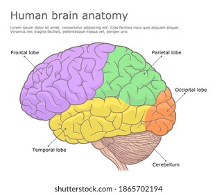 
Parts of human brain side view. Vector illustration.