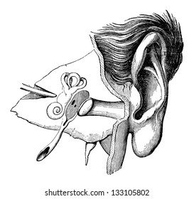 Parts of the Human Ear, vintage engraved illustration. Industrial Encyclopedia - E.O. Lami - 1875