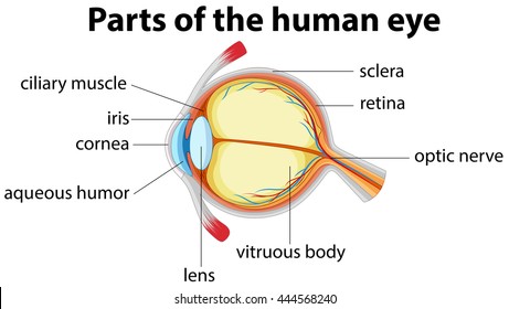 Ciliary Muscle Images Stock Photos Vectors Shutterstock