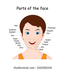 Parts of the human face. Poster for language teaching, learning foreign languages. Vector illustration for kids