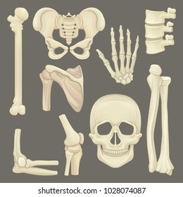 Parts of human skeleton. Skull, pelvic girdle, hand, humerus, lumbar spine, shoulder blade, knee joint. Flat vector for anatomical or medical book