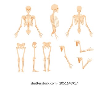 Parts Of Human Skeleton. Upper Part With Skull Rib Cage And Arms Turned In Profile From Front And Side Legs With Hip Joint And Vector Arms.