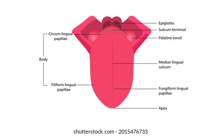 Parts of the human tongue