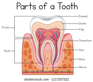 Parts of a Human Tooth illustration