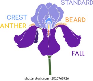 Parts of iris flower isolated on white background