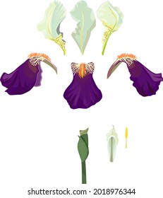 Parts of iris flower isolated on white background