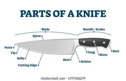 Parts of kitchen knife with labeled structure description vector illustration. Educational diagram with cutting and chopping tool. Chef equipment for food preparation. Blade, handle and scales graph.