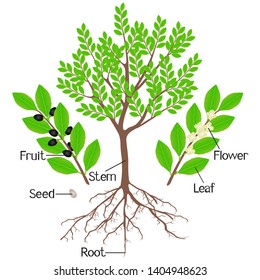 Parts of a laurel plant on a white background.