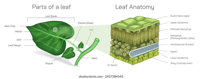 Parts of leaf and cross section of leaf vector. Types of stipules in leaf. Botany and its branches students study material. Anatomy and cross section image. Illustrated guide to leaf anatomy. 