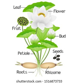 Parts Of Lotus Plant On A White Background.