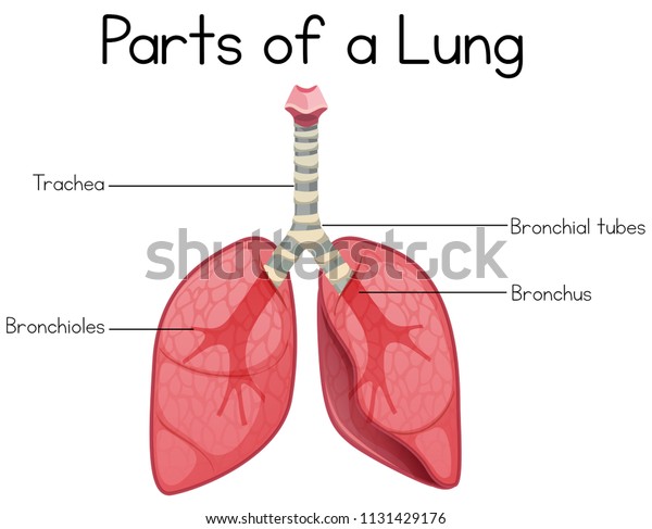 Parts Lung On White Background Illustration Stock Vector (royalty Free 