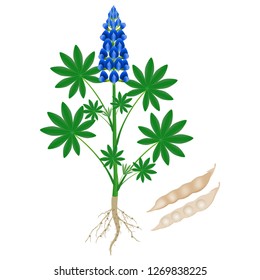 Parts of a lupine plant with roots and beans.