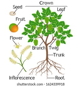 Vector Schematic Illustration Showing Photosynthesis Plant Stock Vector ...