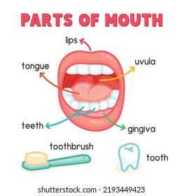 parts of mouth diagram chart in science subject kawaii doodle vector cartoon