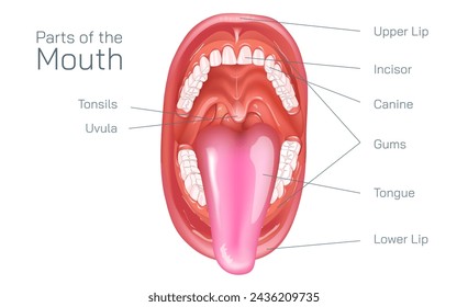 Parts of the mouth. Human mouth oral cavity anatomy vector illustration. The oral cavity, or more commonly known as the mouth or buccal cavity, serve as the first portion of the digestive system.